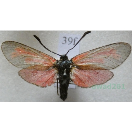 Zygaena osterodensis Reiss, 1921 Czech39f